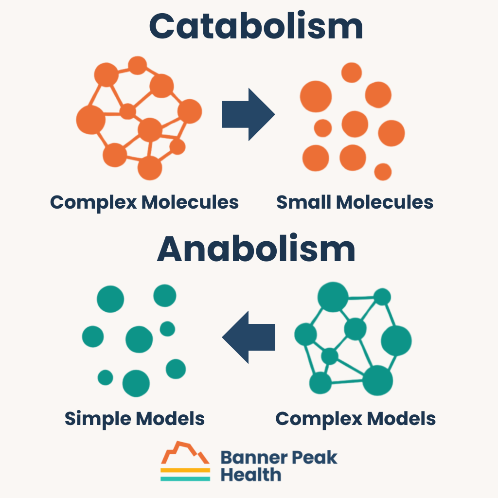 Infographic: Anabolism vs. Catabolism: How to Balance Both for Healthy Weight Loss