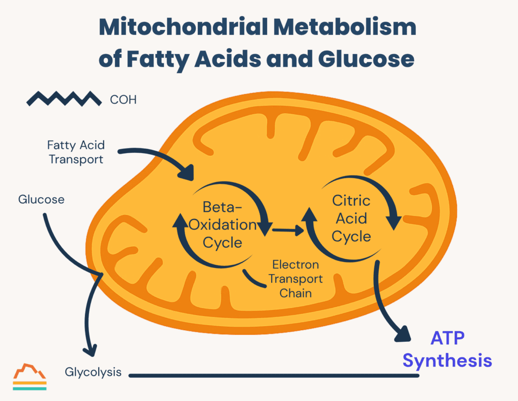 Graphic #2: Mitochondrial Metabolism of Fatty Acids and Glucose
