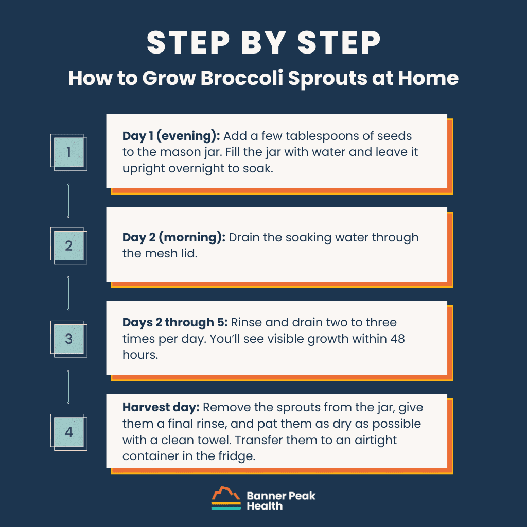 Infographic: How to Grow Broccoli Sprouts at Home (And Why They’re Worth It)