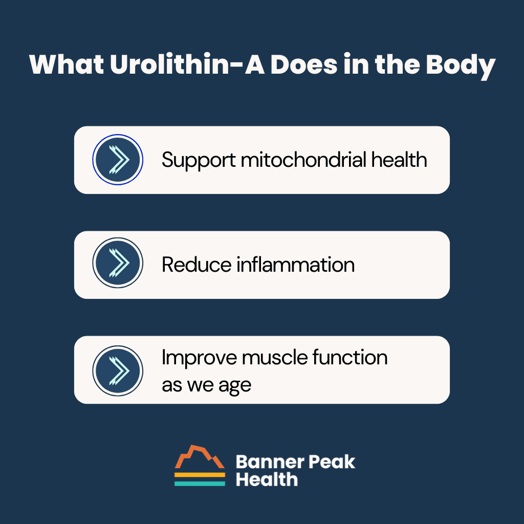 Infographic: Urolithin-A: The Supplement Your Doctor Hasn’t Told You About Yet